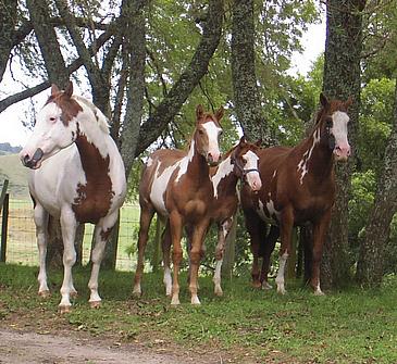 09 Mares