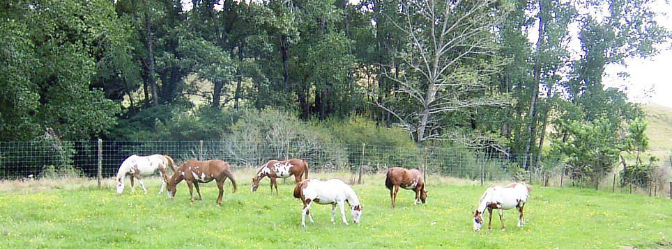 Mares Grazing