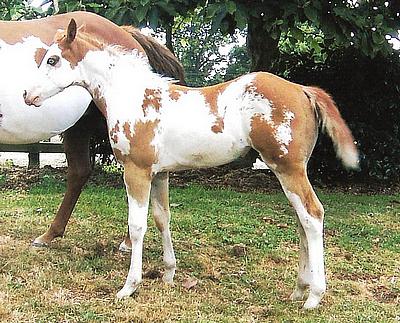 Silverados Lilmisexpensive