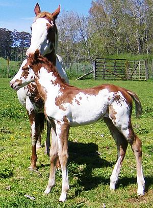 Prairie Windsong 2010 filly