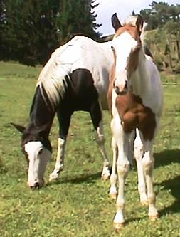 2010 Tovero filly - Burkes Best Yet x Diamond B Miss Exclusive