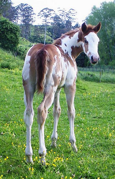 Silverados Prettiflash
