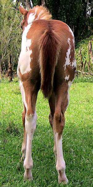 Silverados Prettiflash