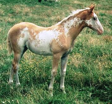 Silverados Gold n Silver