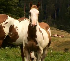 Doolittle Scribbles colt