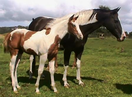 Tovero Filly - Burkes Best Yet x Diamond B Miss Exclusive