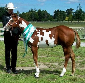 'Silverados Skipin Tradition' 2010 National Weanling Halter Champion