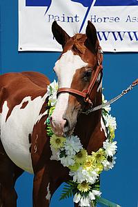 Skippy weanling 2010