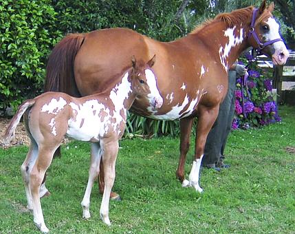 Crystal & Colt
