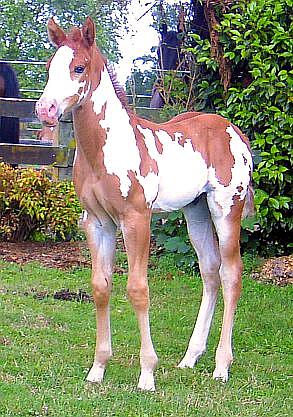 Impressive Tradition - Burkes Best Yet X Prairie Snow Crystal