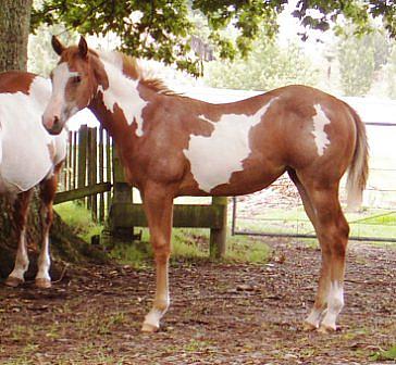 Silverados Rough Copy