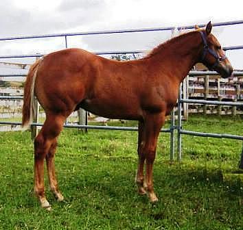 Silverados A Star For Sure