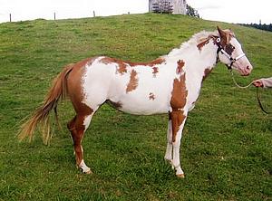 silverados lilmisexpensive