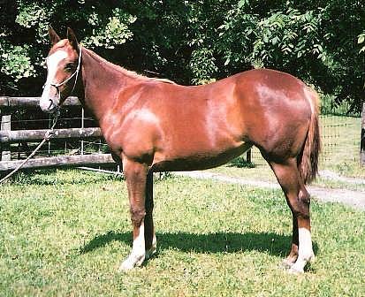 Silverados Prairie Dawn