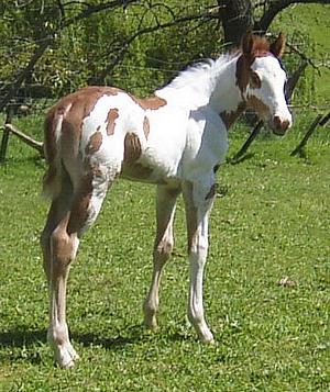 Doolittle Scribbles 2010 colt