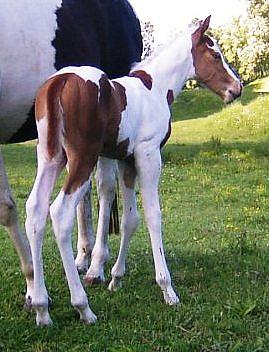 2010 'Panda' filly