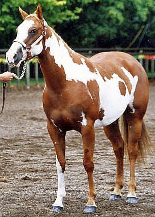 Silverados Fancy Graffix