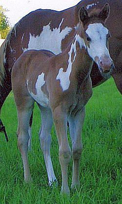 Silverados Fancy That - Burkes Best Yet X Silverados Fancy Graffix