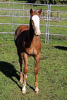 Silverados Thunder Cloud - Burkes Best Yet X Silverados White Cloud